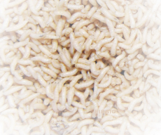 Sensas Madenbeutel 3L (maggot bag)
