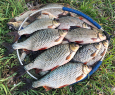 Sensas Hanf gemahlen 0,7kg