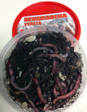 Kompostwürmer, Gartenwürmer, Regenwürmer ca. 40 Stück