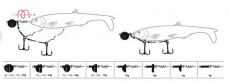 Quantum Yolo Shad System M 40kg, Hakengröße 1