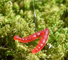 Magic Bait rote Zuckmückenlarven mit Fischmehlgeruch 18Gramm