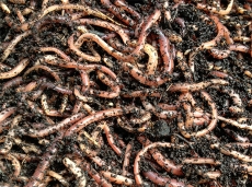 Kompostwürmer, Gartenwürmer, Regenwürmer 0.5kg